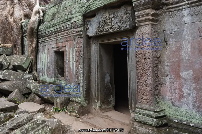 : The Bohdi tree takes possession of the enchanted temple city : The Bohdi tree takes possession of the enchanted temple city