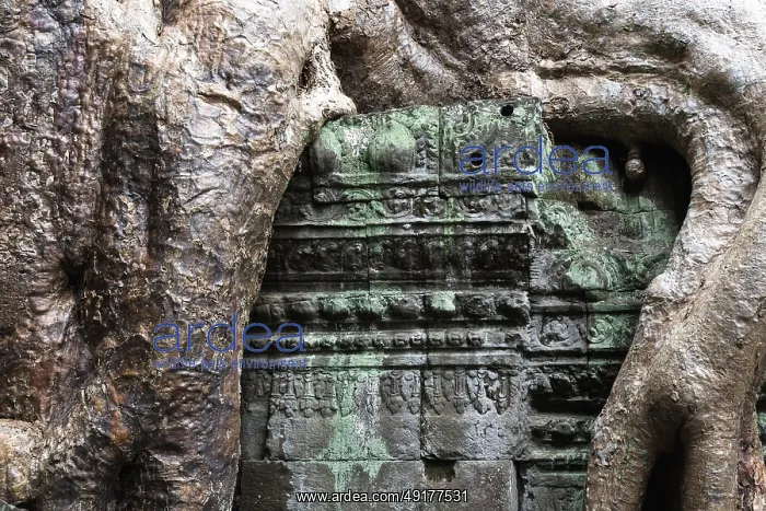 : The Bohdi tree takes possession of the enchanted temple city : The Bohdi tree takes possession of the enchanted temple city