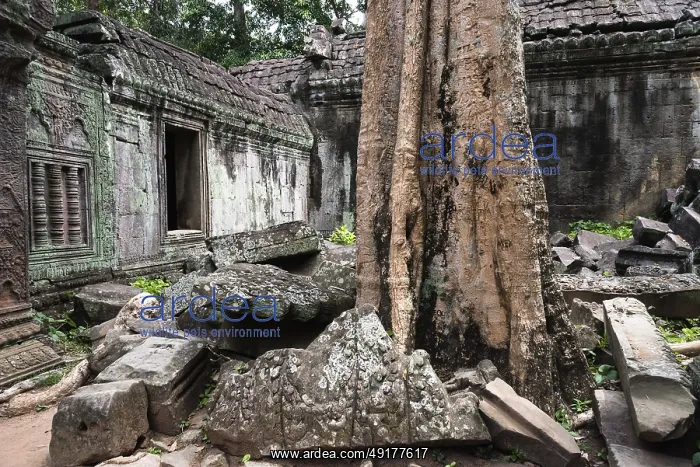 : The Bohdi tree takes possession of the enchanted temple city : The Bohdi tree takes possession of the enchanted temple city