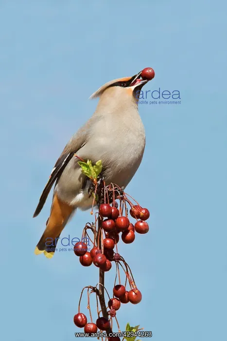 : Bohemian Waxwing : Bohemian Waxwing