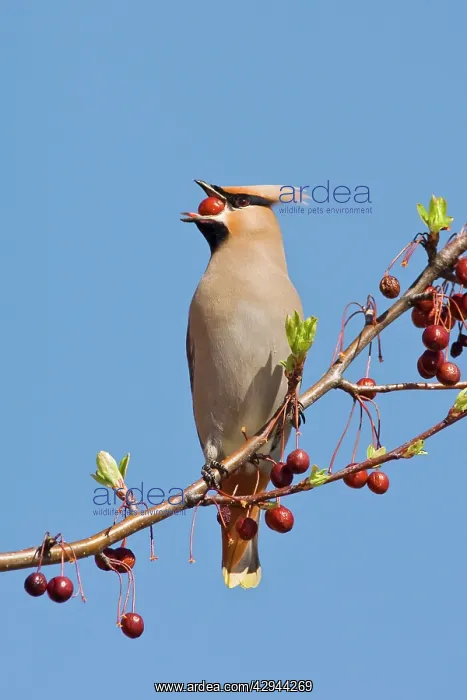 : Bohemian Waxwing : Bohemian Waxwing