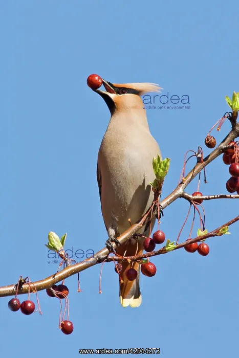 : Bohemian Waxwing : Bohemian Waxwing