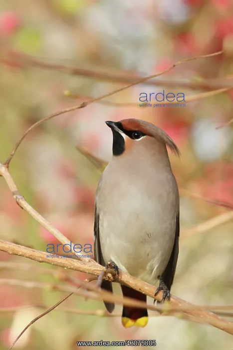 : Bohemian Waxwing : Bohemian Waxwing