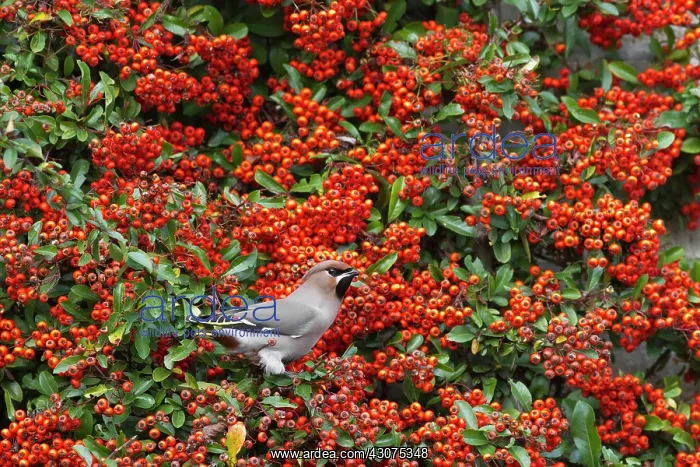 : Bohemian Waxwing : Bohemian Waxwing