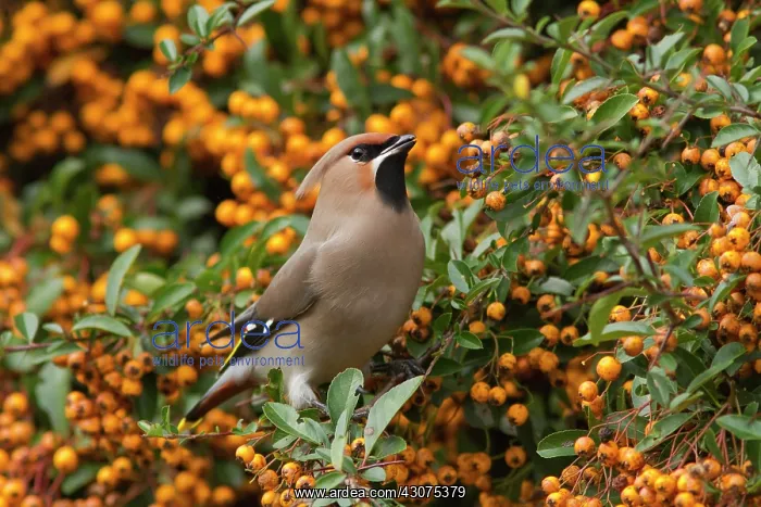 : Bohemian Waxwing : Bohemian Waxwing