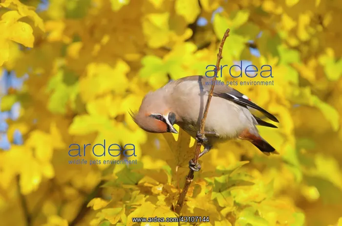 : Bohemian Waxwing : Bohemian Waxwing