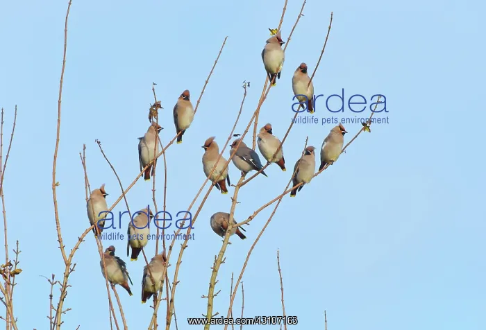 : Bohemian Waxwing : Bohemian Waxwing