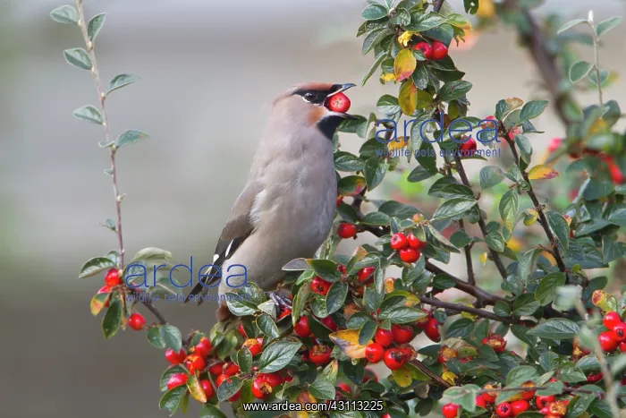 : Bohemian Waxwing : Bohemian Waxwing