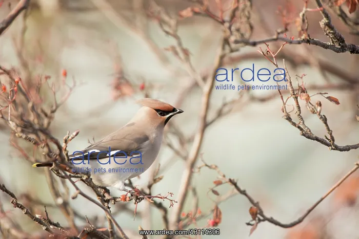 : Bohemian Waxwing : Bohemian Waxwing