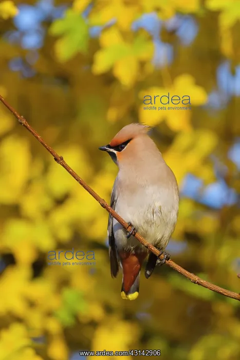 : Bohemian Waxwing : Bohemian Waxwing
