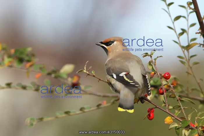 : Bohemian Waxwing : Bohemian Waxwing