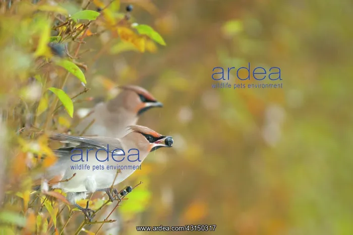 : Bohemian Waxwing : Bohemian Waxwing
