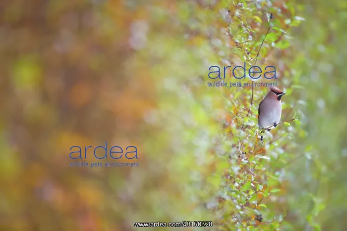 : Bohemian Waxwing : Bohemian Waxwing