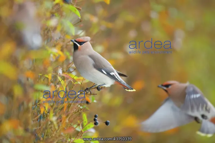 : Bohemian Waxwing : Bohemian Waxwing