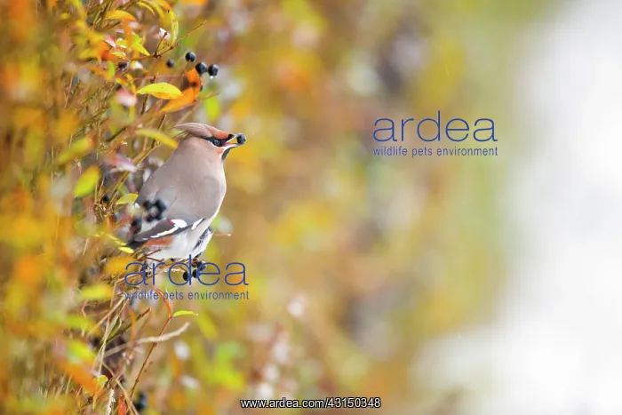 : Bohemian Waxwing : Bohemian Waxwing
