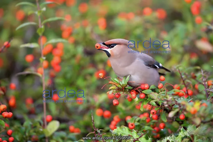 : Bohemian Waxwing : Bohemian Waxwing
