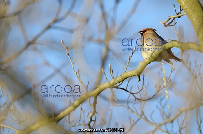 : Bohemian Waxwing : Bohemian Waxwing