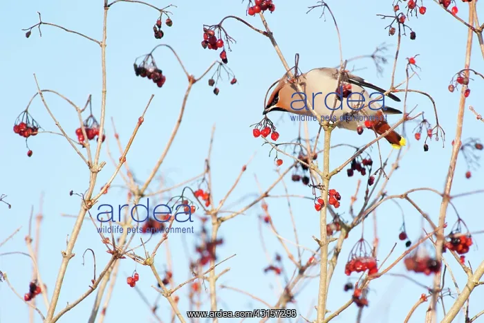  : Bohemian Waxwing