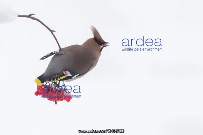 : Bohemian Waxwing : Bohemian Waxwing
