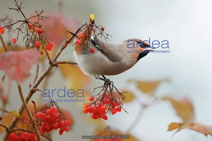: The Bohemian Waxwing : The Bohemian Waxwing