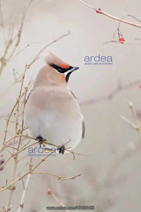 : The Bohemian Waxwing : The Bohemian Waxwing