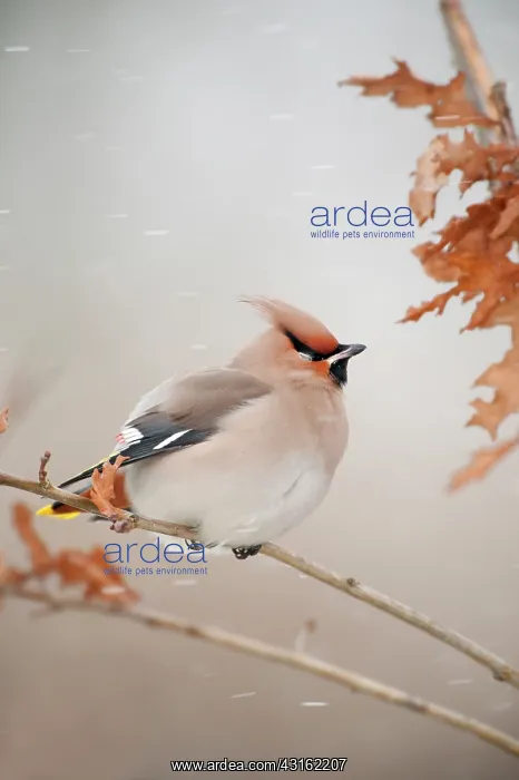 : The Bohemian Waxwing : The Bohemian Waxwing