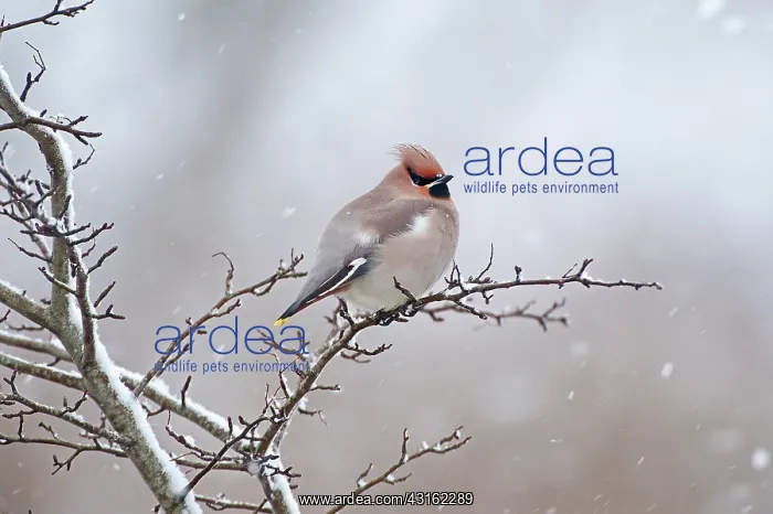  : The Bohemian Waxwing
