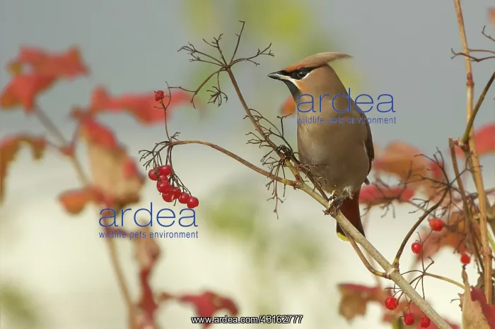 : The Bohemian Waxwing : The Bohemian Waxwing