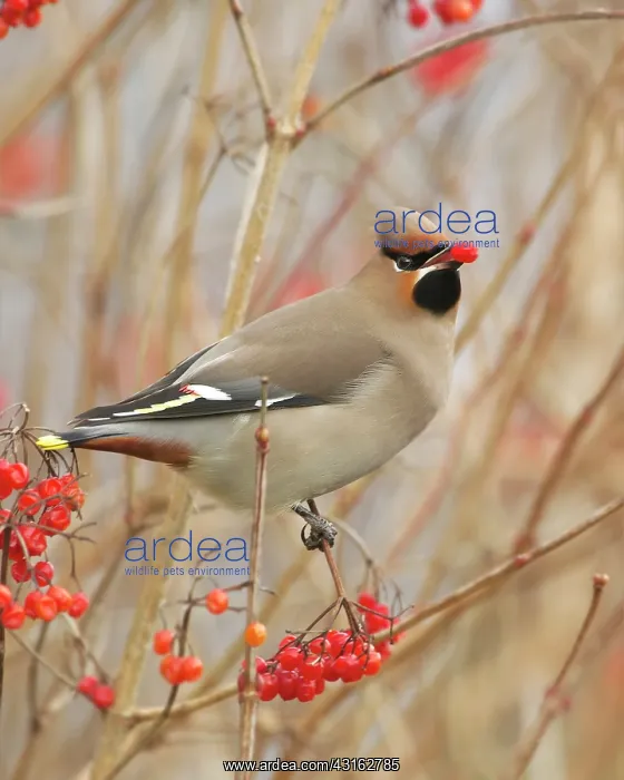 : The Bohemian Waxwing : The Bohemian Waxwing