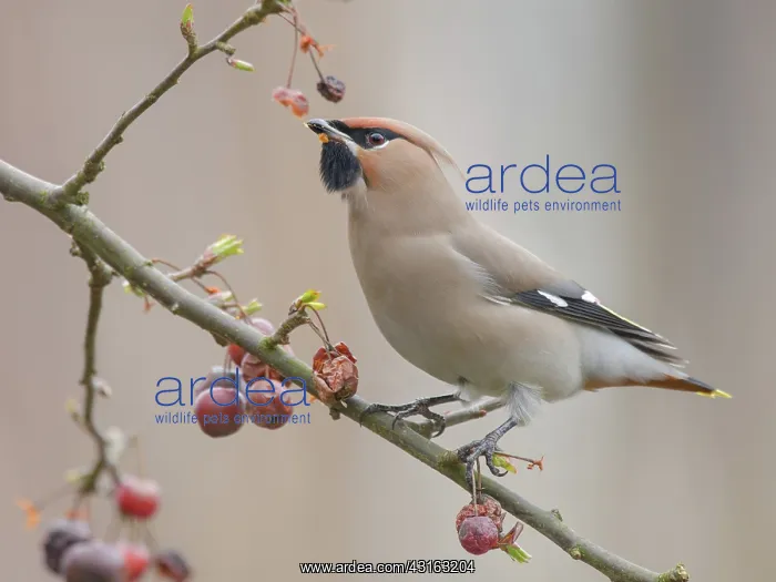 : Bohemian Waxwing : Bohemian Waxwing