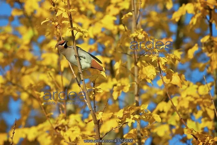 : Bohemian Waxwing : Bohemian Waxwing