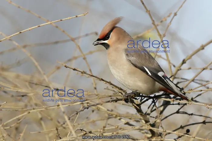: The Bohemian Waxwing : The Bohemian Waxwing