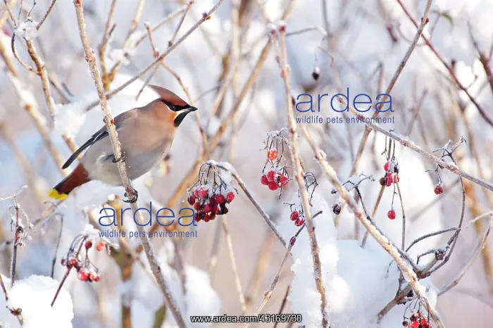 : Bohemian Waxwing : Bohemian Waxwing