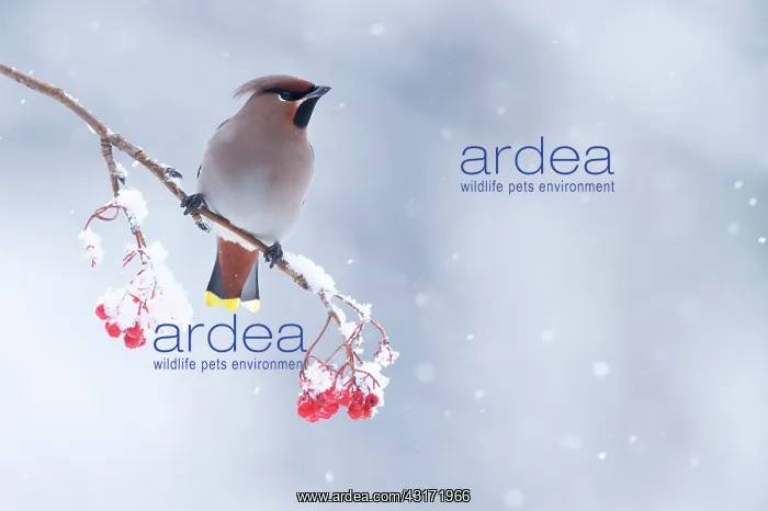 : Bohemian Waxwing : Bohemian Waxwing