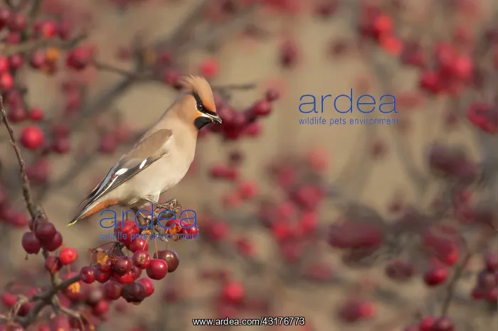 : The Bohemian Waxwing : The Bohemian Waxwing