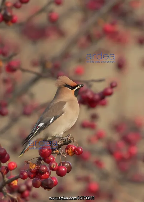 : The Bohemian Waxwing : The Bohemian Waxwing