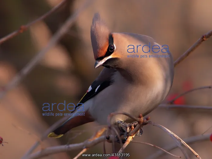 : Bohemian Waxwing : Bohemian Waxwing