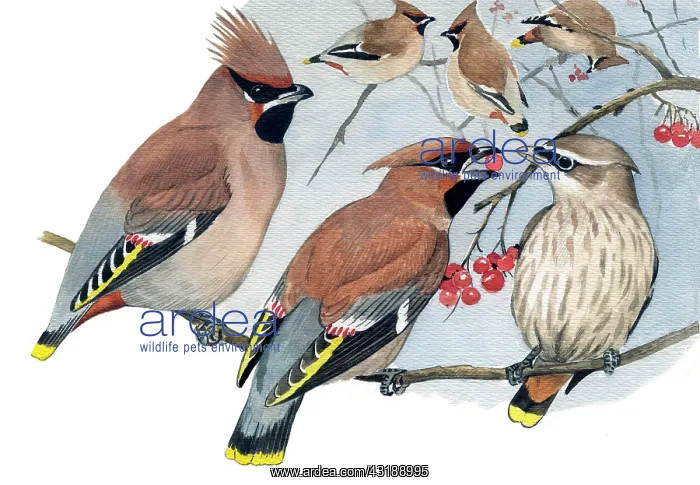 : The Bohemian Waxwing : The Bohemian Waxwing