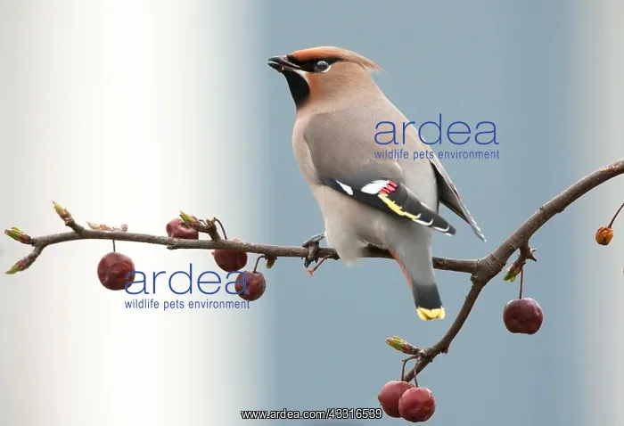 : Bohemian Waxwing : Bohemian Waxwing