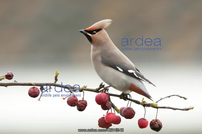 : Bohemian Waxwing : Bohemian Waxwing
