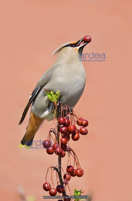 : Bohemian Waxwing - with berry in mouth : Bohemian Waxwing - with berry in mouth