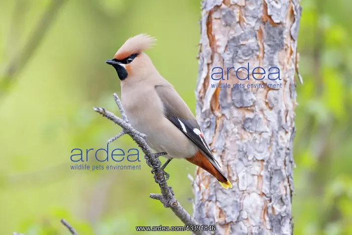 : Bohemian waxwing (Bombycilla garrulus), pine branch : Bohemian waxwing (Bombycilla garrulus), pine branch