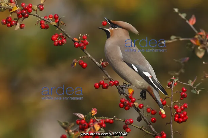: Bohemian Waxwing (Bombycilla garrulus) foraging : Bohemian Waxwing (Bombycilla garrulus) foraging