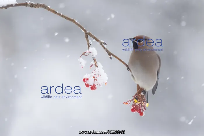 : Bohemian Waxwing (Bombycilla garrulus) male per : Bohemian Waxwing (Bombycilla garrulus) male per