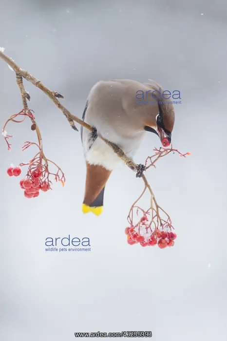 : Bohemian Waxwing (Bombycilla garrulus) male per : Bohemian Waxwing (Bombycilla garrulus) male per