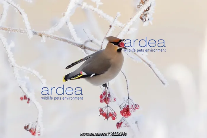 : Bohemian waxwing (Bombycilla garrulus) perched on : Bohemian waxwing (Bombycilla garrulus) perched on