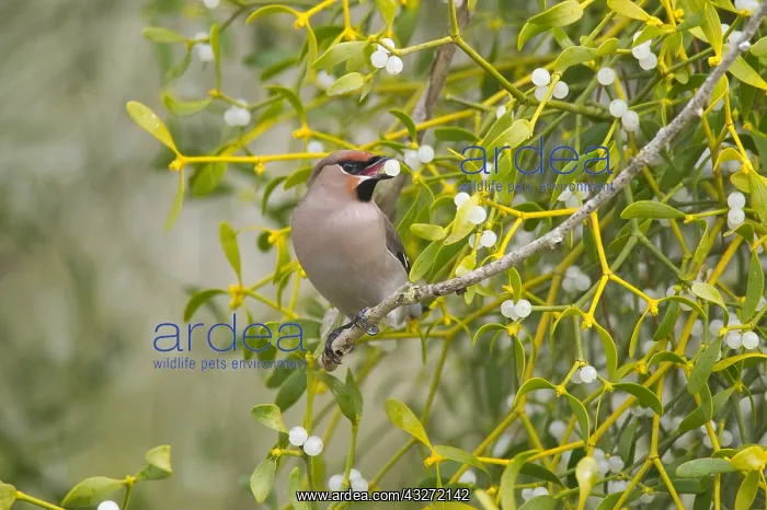 : Bohemian Waxwing (Bombycilla garrulus) perched in : Bohemian Waxwing (Bombycilla garrulus) perched in