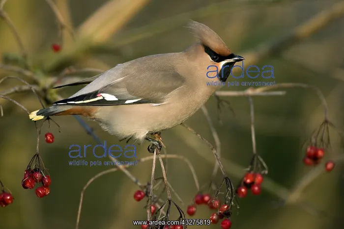 : Bohemian Waxwing (Bombycilla garrulus) perched : Bohemian Waxwing (Bombycilla garrulus) perched