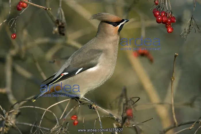 : Bohemian Waxwing (Bombycilla garrulus) perched : Bohemian Waxwing (Bombycilla garrulus) perched
