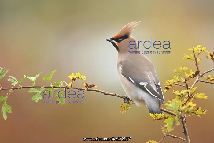 : Bohemian Waxwing (Bombycilla garrulus) perched : Bohemian Waxwing (Bombycilla garrulus) perched